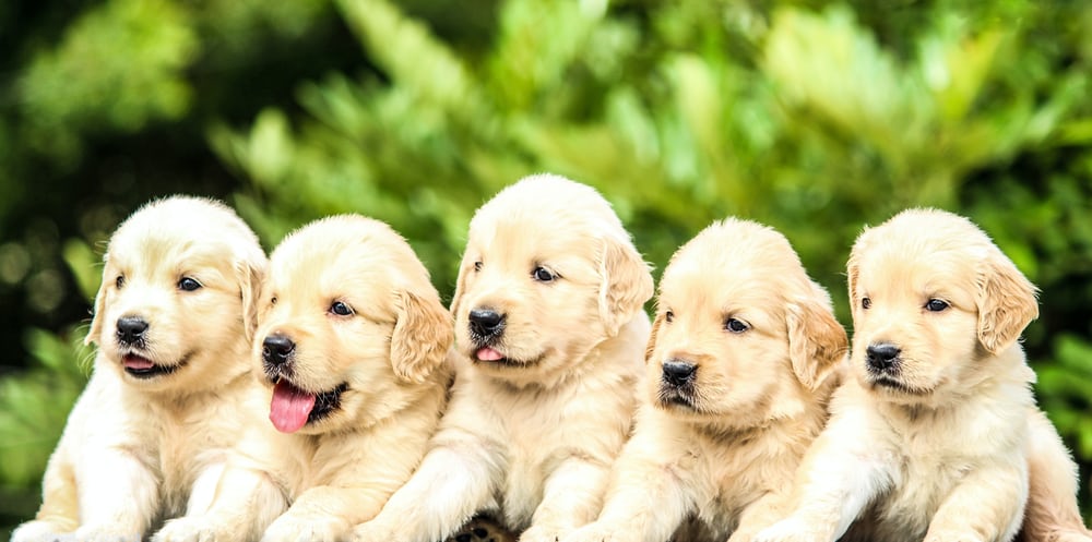 How we avoided a puppy scam